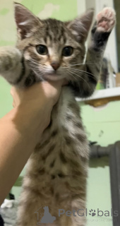 Photo №2 to announcement № 156080 for the sale of  - buy in Russian Federation 