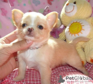 Photo №1. chihuahua - for sale in the city of Berlin | negotiated | Announcement № 124947