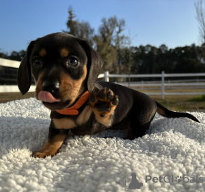 Photo №1. dachshund - for sale in the city of Tarneit | negotiated | Announcement № 92445