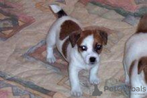 Photo №2 to announcement № 97010 for the sale of jack russell terrier - buy in United Kingdom private announcement