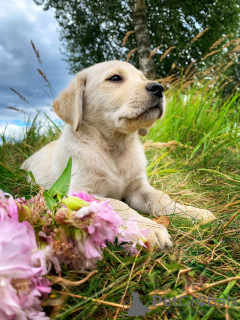 Photo №2 to announcement № 16302 for the sale of labrador retriever - buy in Belarus private announcement, breeder