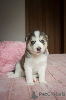Photo №4. I will sell siberian husky in the city of Poltava. private announcement, from nursery - price - 215$