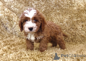 Photo №3. Ihania Cavapoo pentuja myynnissä.. Finland