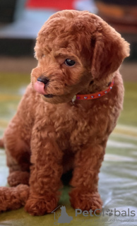 Photo №4. I will sell poodle (toy) in the city of Belgrade. breeder - price - negotiated