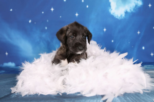 Photo №1. irish wolfhound - for sale in the city of Mound | 1169$ | Announcement № 1792
