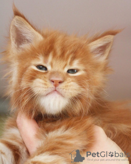 Photo №1. maine coon - for sale in the city of Berlin | 528$ | Announcement № 103998