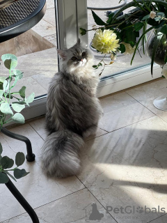 Photo №3. Persian chinchilla silver projection in Switzerland