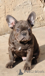Photo №1. french bulldog - for sale in the city of Vršac | negotiated | Announcement № 161318