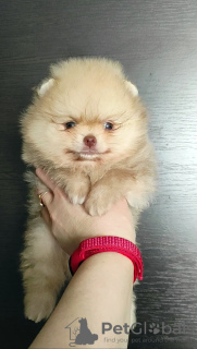 Photo №2 to announcement № 90713 for the sale of pomeranian - buy in Belarus breeder