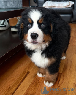 Photo №1.  - for sale in the city of Washington | negotiated | Announcement № 162031