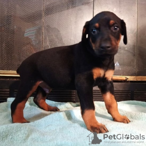 Photo №1. dobermann - for sale in the city of Vilnius | negotiated | Announcement № 91617