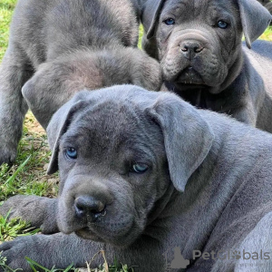 Photo №1. cane corso - for sale in the city of Dijon | 359$ | Announcement № 31689