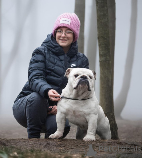 Photo №1. english bulldog - for sale in the city of Ljig | negotiated | Announcement № 141884