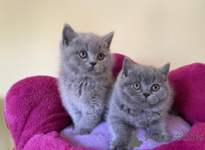 Photo №1. british shorthair - for sale in the city of Las Palmas de Gran Canaria | negotiated | Announcement № 176438