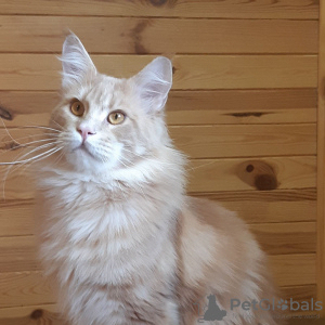 Photo №1. maine coon - for sale in the city of New York | negotiated | Announcement № 8494