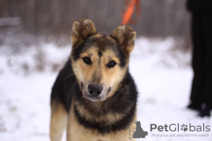Photo №2 to announcement № 90680 for the sale of non-pedigree dogs - buy in Russian Federation from the shelter