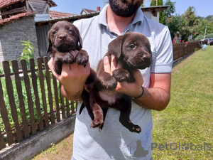 Photo №4. I will sell labrador retriever in the city of Koceljeva.  - price - negotiated