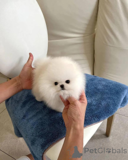 Photo №1. pomeranian - for sale in the city of Meysey Hampton | negotiated | Announcement № 170303