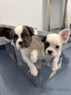 Photo №3. Französische Bulldoggenwelpen zu verkaufen. Austria