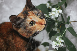 Photo №1.  - for sale in the city of Minsk | Is free | Announcement № 162830