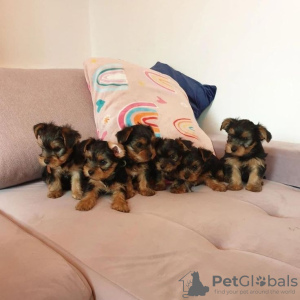 Photo №1. yorkshire terrier - for sale in the city of Regensburg | 94$ | Announcement № 129400