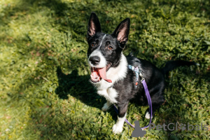 Photo №3. Adorable baby Gypsy is looking for a home!. Russian Federation