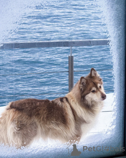 Photo №4. I will sell finnish lapphund in the city of ALAVUS. breeder - price - 650$