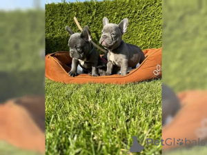 Photo №3. French bulldog puppies. Germany