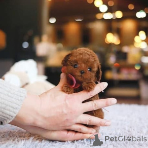 Photo №1. maltese dog - for sale in the city of Bradenton | negotiated | Announcement № 154338