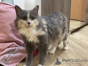 Additional photos: Tricolor cat Luna is looking for a family!