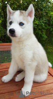 Photo №3. Tested male and female Siberian Husky puppies for sale. Netherlands