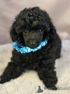 Photo №3. Elegant Toy Poodle puppy. Serbia