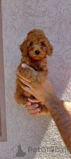 Photo №4. I will sell poodle (toy) in the city of Belgrade. private announcement - price - negotiated