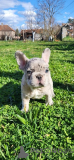 Photo №3. French Bulldog Merle Puppies. Serbia