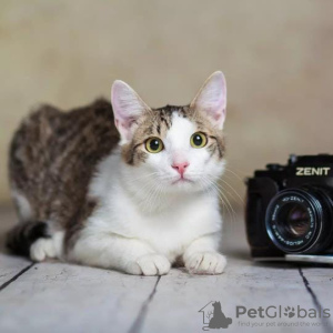 Additional photos: Cute and gentle cat Donut in good hands