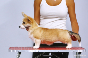 Photo №2 to announcement № 2907 for the sale of welsh corgi - buy in Russian Federation from nursery