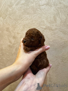 Photo №2 to announcement № 154838 for the sale of poodle (toy) - buy in Russian Federation breeder