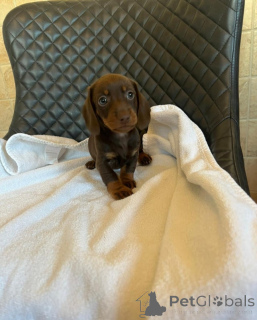 Photo №1. dachshund - for sale in the city of Vilnius | 877$ | Announcement № 175426