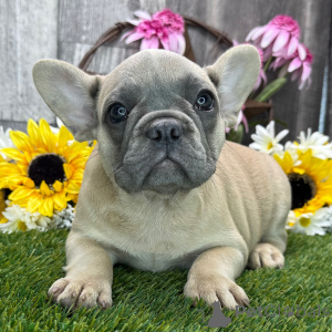 Photo №1. french bulldog - for sale in the city of Glasgow | Is free | Announcement № 151789