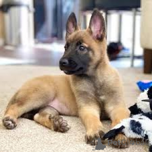 Photo №3. Belgian Malinois puppies for sale. United Kingdom