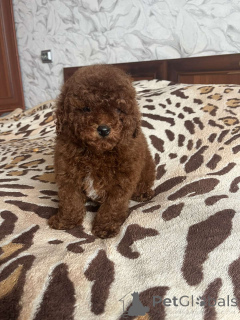 Photo №2 to announcement № 166218 for the sale of poodle (toy) - buy in Ukraine private announcement, from nursery, breeder