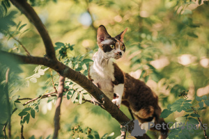 Photo №2 to announcement № 20679 for the sale of devon rex - buy in Russian Federation from nursery, breeder