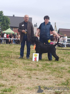 Additional photos: Puppy-girl from a nursery with an expert assessment