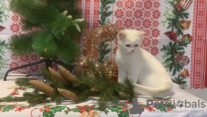 Photo №2 to announcement № 55261 for the sale of british shorthair - buy in Russian Federation private announcement, breeder
