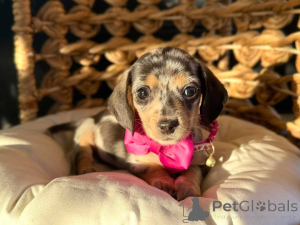 Photo №1. dachshund - for sale in the city of Newcastle Upon Tyne | 330$ | Announcement № 171528