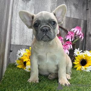 Photo №2 to announcement № 151789 for the sale of french bulldog - buy in United Kingdom private announcement