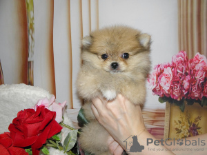 Photo №1. pomeranian - for sale in the city of Москва | 338$ | Announcement № 13257