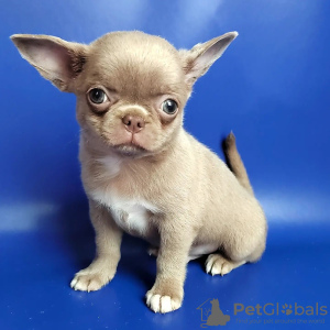 Photo №1. chihuahua - for sale in the city of Berlin | 400$ | Announcement № 38245