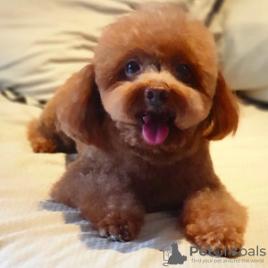 Photo №1. poodle (toy) - for sale in the city of Gotland | Is free | Announcement № 119447