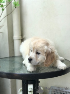 Photo №2 to announcement № 133077 for the sale of golden retriever - buy in Netherlands 